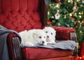 Little adorable white puppy, Central Asian shepherd dog on a red luxurious couch in the New Year. Royalty Free Stock Photo