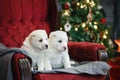 Little adorable white puppy, Central Asian shepherd dog on a red luxurious couch in the New Year. Royalty Free Stock Photo