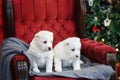 Little adorable white puppy, Central Asian shepherd dog on a red luxurious couch in the New Year. Royalty Free Stock Photo