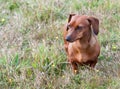 Little adult Dachshund on the field
