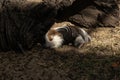 Little adult guinea pig with long fur resting in the warm sun