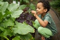 Little african american kid boy look at plant using magnifier Royalty Free Stock Photo