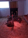 Little African ostrich on a Russian ostrich farm. Moscow oblast.