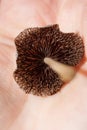 Little agaric mushroom with black gills on human palm, soft focused macro shot