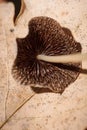 little agaric mushroom with brown gills on dried leaf, soft focused macro shot Royalty Free Stock Photo