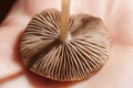 little agaric mushroom with brown gills on human palm, soft focused macro shot Royalty Free Stock Photo