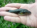 fish Log-rotan or rotan or head, Little agressive predatory or grass Latin Perccottus glenii,