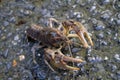 Alabama Crayfish Crawdad - Orconectes alabamensis