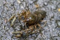 Alabama Crayfish Crawdad - Orconectes alabamensis Royalty Free Stock Photo