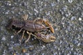 Alabama Crayfish Crawdad - Orconectes alabamensis