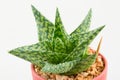 Little aloevera