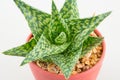 Little aloevera