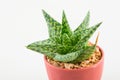 Little aloevera