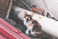 Little kitten cat hiding in the junkyard Royalty Free Stock Photo