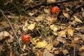 Little amanita muscaria or fly agaric mushroom