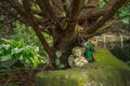 A little angel statue under a large tree in a garden