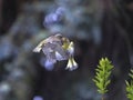 Little angels. A romantic photo of two yellow-green Greenfinch in air dancing,