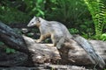 White-tailed Mongoose