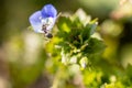 Little ant climbs up a little blue blossom Royalty Free Stock Photo