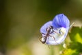 Little ant climbs up a little blue blossom Royalty Free Stock Photo