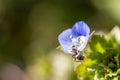 Little ant climbs up a little blue blossom Royalty Free Stock Photo