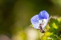 Little ant climbs up a little blue blossom Royalty Free Stock Photo