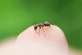Little ant crawling on the finger of the human hand in the summ Royalty Free Stock Photo