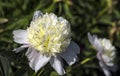 The little ant creeps in the peony flower petals. Royalty Free Stock Photo