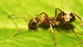 Little ant drinking water from leaf Royalty Free Stock Photo
