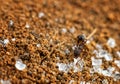 Little ant eating sugar on orange sand Royalty Free Stock Photo