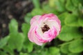 Little ant in a pink flower Royalty Free Stock Photo
