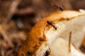 Little ants and big mushroom Royalty Free Stock Photo