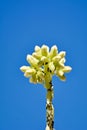 Little ants climbing up a yellow flower Royalty Free Stock Photo