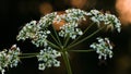 Little ants. Creative. Small ants in a large company sit on a white flower with a thin green stem.