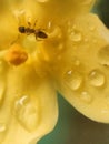 little ants playing in the yellow flower