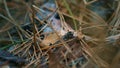 Little ants searching for food in close up ground wild forest autumn leaves.