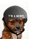 Little anxious looking puppy dog wearing a I`m a hero helmet Royalty Free Stock Photo