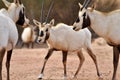 Baby Arabian Oryx Royalty Free Stock Photo