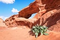 Little arc or small rock window formation in Wadi Rum desert, bright sun shines on red dust and rocks, Sea squill plant Royalty Free Stock Photo