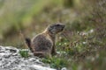 Little Arctic ground squirrel perching on rock Royalty Free Stock Photo