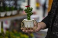 Little artificial cactus in man hand. Man`s hand holding a small green cactus in a flower pot Royalty Free Stock Photo