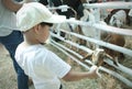 Little boy feeding baby goat with bottle of milk : Close u Royalty Free Stock Photo