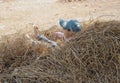 Little boy lying on rice straws Royalty Free Stock Photo