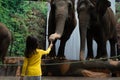 Little asian girl dares to feed an elephant