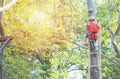 Little asian girl going on the zip line and having fun in adventure Park,sport and outdoor activity concept Royalty Free Stock Photo