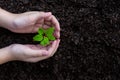 Little asian girl holding young plants in the nature park and see stages of growth of plant and seed for reduce global warming. Royalty Free Stock Photo