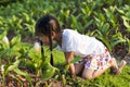 Little Asian girl smelling a flower.