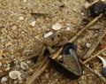 Atlantic ghost crab in the sand