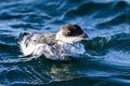 Little auk (Alle alle) Royalty Free Stock Photo