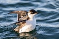 Little auk (Alle alle) Royalty Free Stock Photo